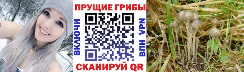 наркота  Новомичуринск  Галлюциногенные грибы Magic Shrooms 
